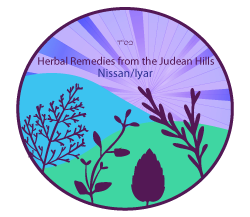 עולש – Chicory – Cichorium Intybus