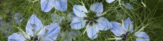 Black Seed Sprinkled on Bread since Talmudic Times