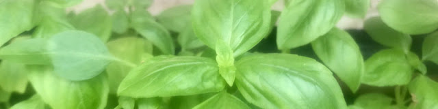 Basil: Soul Reviving, Gentle Plant of Peace