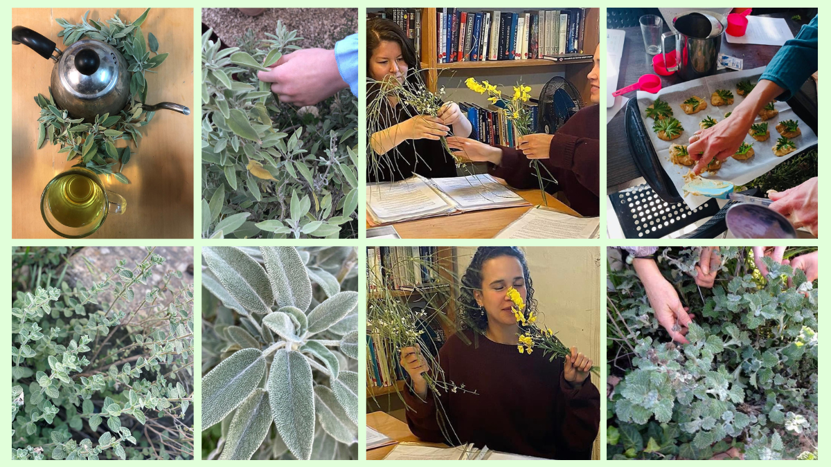 Herbal Festival Midreshet B'erot Bat Ayin